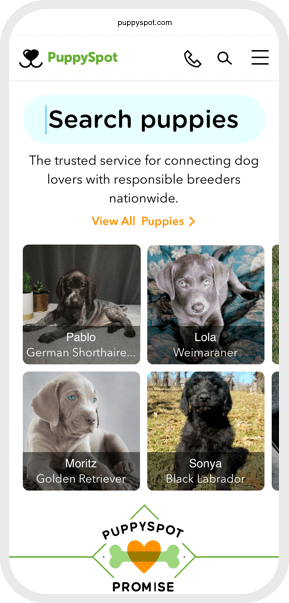 Search puppies card